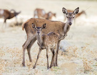 Red deer (Cervus elaphus)  female and young  Spain