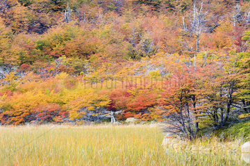 Forest in autumn - Torres del Paine Chile