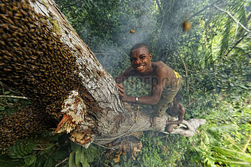 The pygmy canopy honey. Surrounded by bees  the honey-hunter balancing on the tree trunk plunges his hand into the nest to harvest the honeycombs. In the N?Bensele clan  the best way to find a wife in the camp is to give her honey. A man has to know how to climb and not be afraid of stings. Likouala  Congo