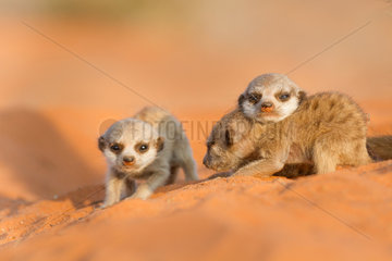 Young Meerkats - Kalahari South Africa