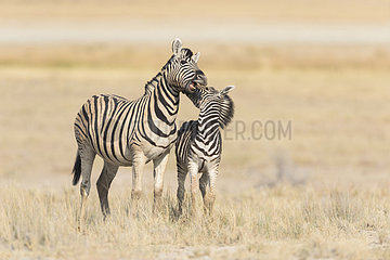 Burchell's zebra (Equus Burchellii)  cuddle between adult and cub  Namibia  Etosha national Park