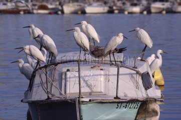 Kleine Reiher posierten im März Frankreich auf einem Boot