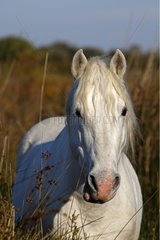 Portrait of Camargue Horse in the marshes France