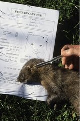 Marking ear of an European Mink France
