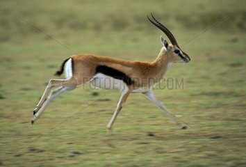 Gazelle de Thomson courant dans la savane Kenya