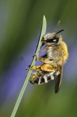Female Banded Mining-bee on leaf - Vosges France