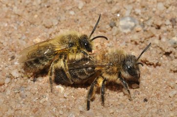 Couple Solitary Bee on sand - Vosges France