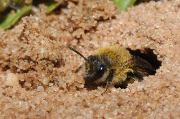 Female Solitary Bee in sand gallery - Vosges France