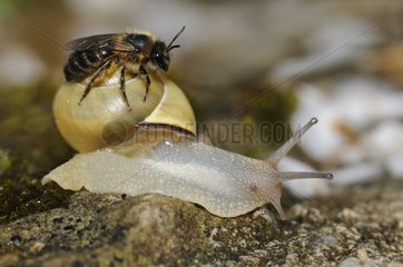 Solitary Bee on Snail - Vosges France