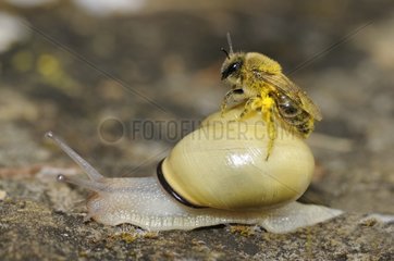 Solitary Bee on Snail - Vosges France
