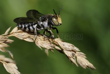Male Sharp-tailed Bee on an ear - Vosges France