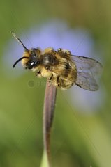 Male Red Mason Bee a blade of grass - Vosges France