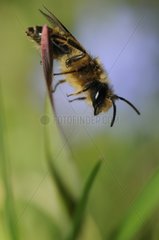 Male Red Mason Bee a blade of grass - Vosges France