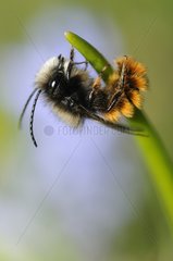 Male Hornfaced Bee on a blade of grass - Vosges France