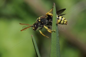 Cuckoo bee on a blade of grass - France