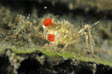 Dragonfly Nymph and Water Mite - Prairie Fouzon France