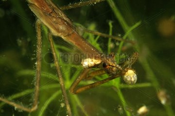 Water Stick Insect and water mites - Prairie Fouzon France