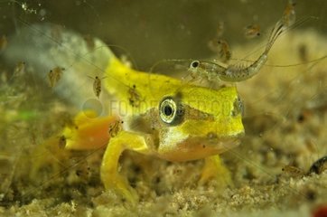 Green frog tadpole - Prairie Fouzon France