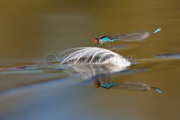 Male Small Red-eyed Damselfly on pen - Lake Salagou France