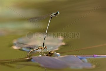 Laying Pale White-legged Damselfly after mating - France