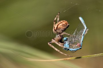 Spider catching a Common Blue Damslfly - Verdon France