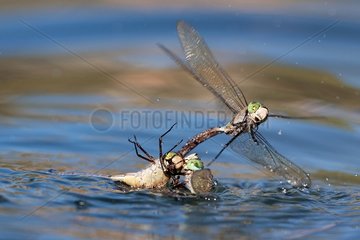 Lesser Emperor mating in water - Verdon France