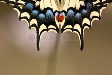 Wings Swallowtail - France