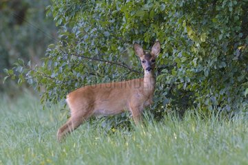 Western Roe Deer (Capreolus capreolus) in Meadow  Fawn  Hesse  Germany  Europe