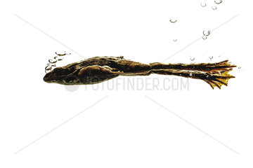 Perez's Frog (Pelophylax perezi)  Swimming with bubbles on white background