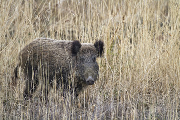 Eurasian wild boar (Sus scrofa) in the dry grass in winter  France