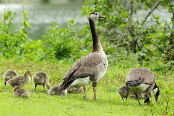 Canada Geese (Branta canadensis) and young in grass   Ardennes   Belgium
