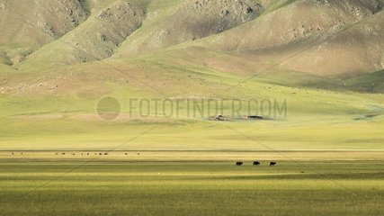 Cows in the Mongolian steppe  Tsaritsyn Ereg - Province of Arkhangai - Mongolia