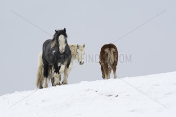 Horses in snow  PNR Volcans d'Auvergne  Auvergne  France
