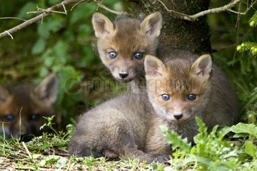 Young Red foxes (Vulpes vulpes)   Ardennes   Belgium