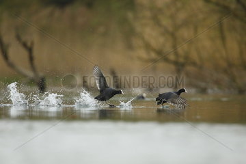 Coots (Fulica atra) takeoff run in the reed bed - Alsace France