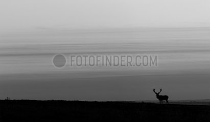Red deer (Cervus elaphus) Red deer on the crest of a hill at sunset in Autumn  England