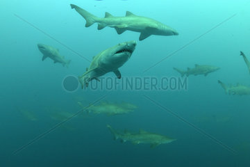 Sand Tiger Sharks grouping (Carcharias taurus) in open water - Off Port St. Johns  East Coast of South Africa