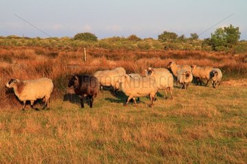 Landaise sheeps in a meadow. France