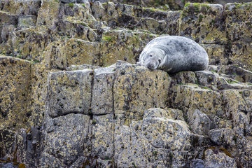 Grey seal (Halichoerus grypus) on rock  Farne Islands  England