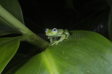 Montane Glass frog with blue eyes in Omar Torrijos N.P. - Panama