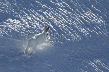 Mountain Hare ( Lepus timidus ) running in early winter white coat in the snow  Alps   Switzerland.