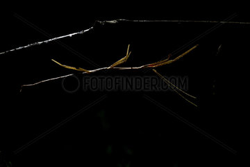 French Stick Insect (Clonopsis gallica) at night  Llanes  Asturias  Spain