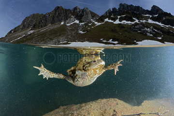 Common toads (Bufo bufo) mating in a small mountain lake  Valais Alps  Switzerland.