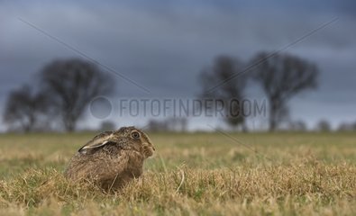 Brown hare (Lepus europaeus) Brown hare laying in a meadow  England  Winter