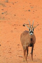 Roan antelope (Hippotragus equinus) on sand