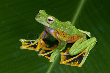 Wallace's flying tree frog (Rhacophorus nigropalmatus) on a leaf. Borneo. Malaysia.