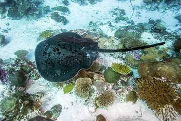 Blotched fantail ray (Taeniura meyeni) above the bottom  Maldives  Indian Ocean