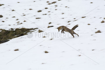 Red fox (Vulpes vulpes) hunting in snow  PNR Volcans d'Auvergne  Auvergne  France