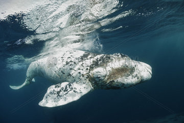 White southern right whale calf  Port St-Johns  South Africa