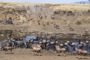 Kenya  Masai-Mara game reserve  topi (Damaliscus korrigum)  wildebeest (Connochaetes taurinus)  Grant' zebra (Equus granti)  migration group crossing the Mara river
